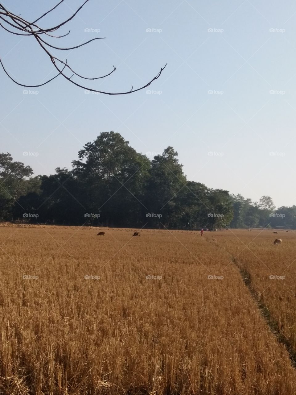Golden paddy fields after harvesting in countryside