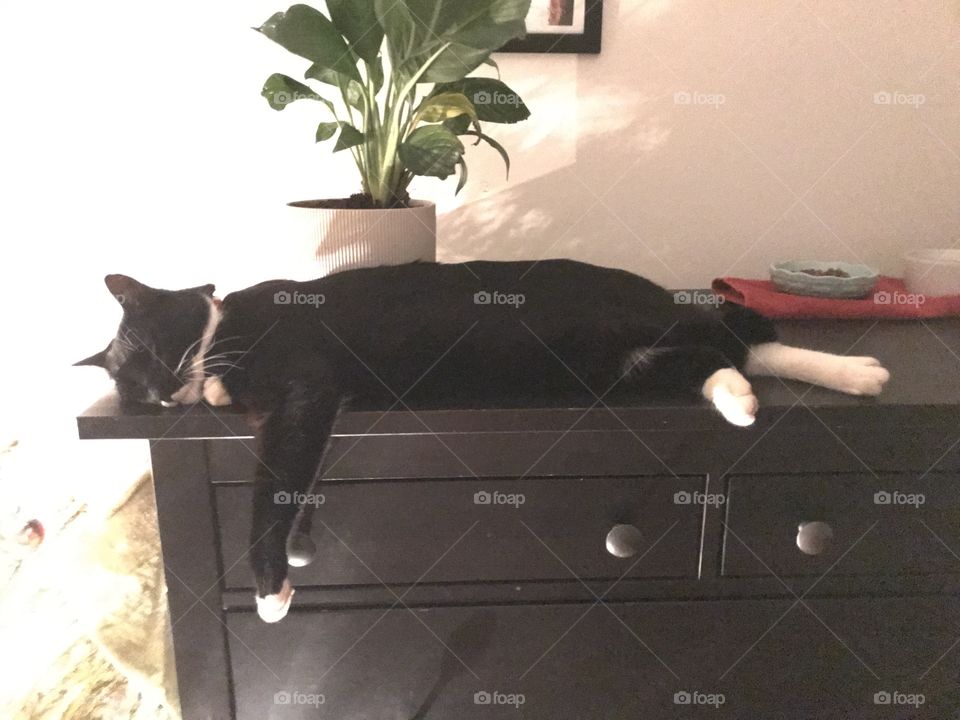 Cat sleeping on drawers 