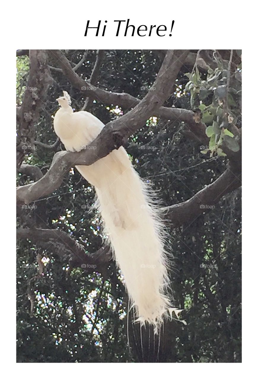 Albino white peacock in oak tree