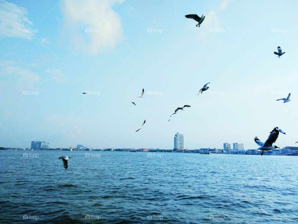 Seagulls flying over the sea