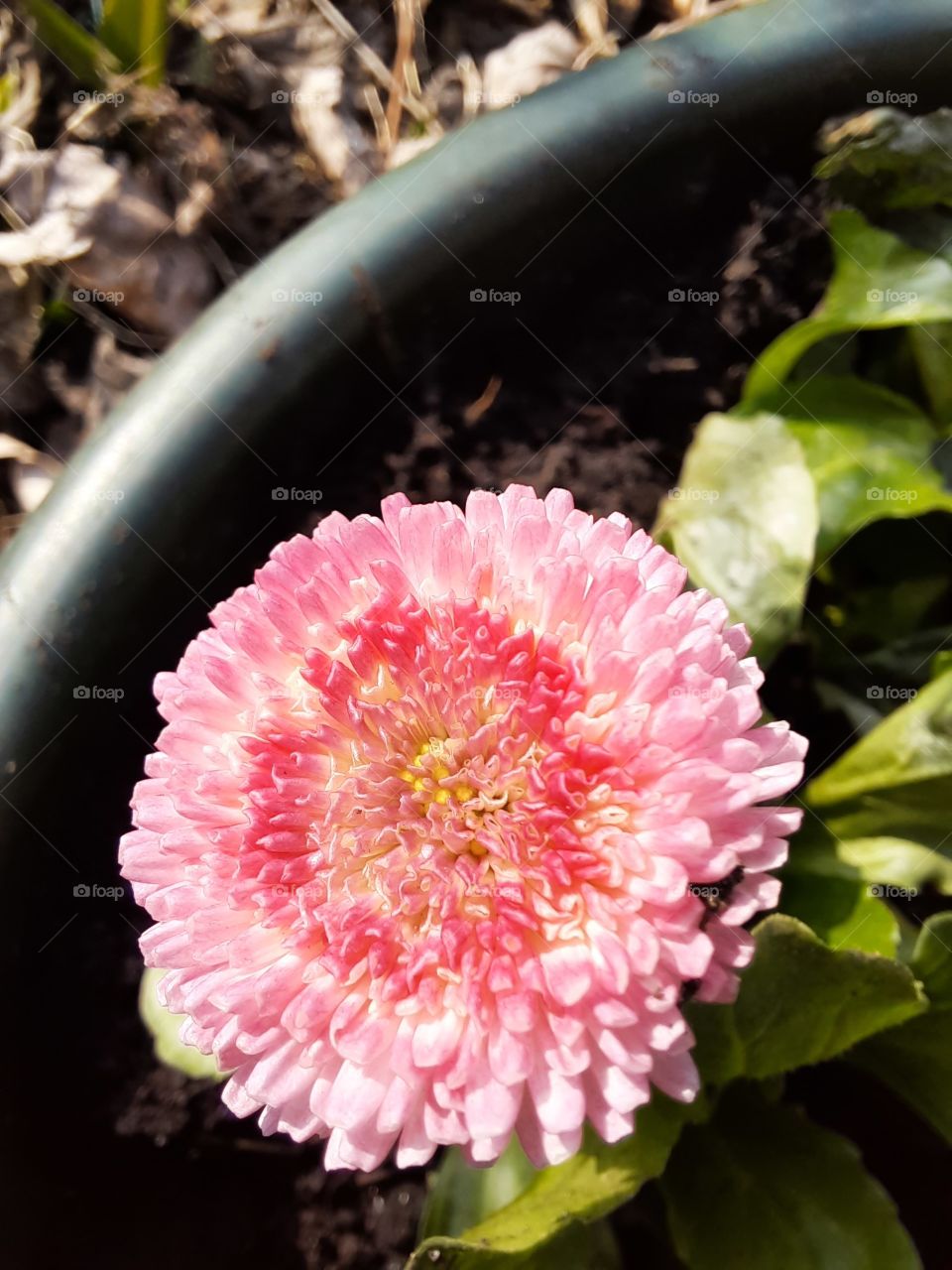 pink daisy in black pot on a sunny spring day