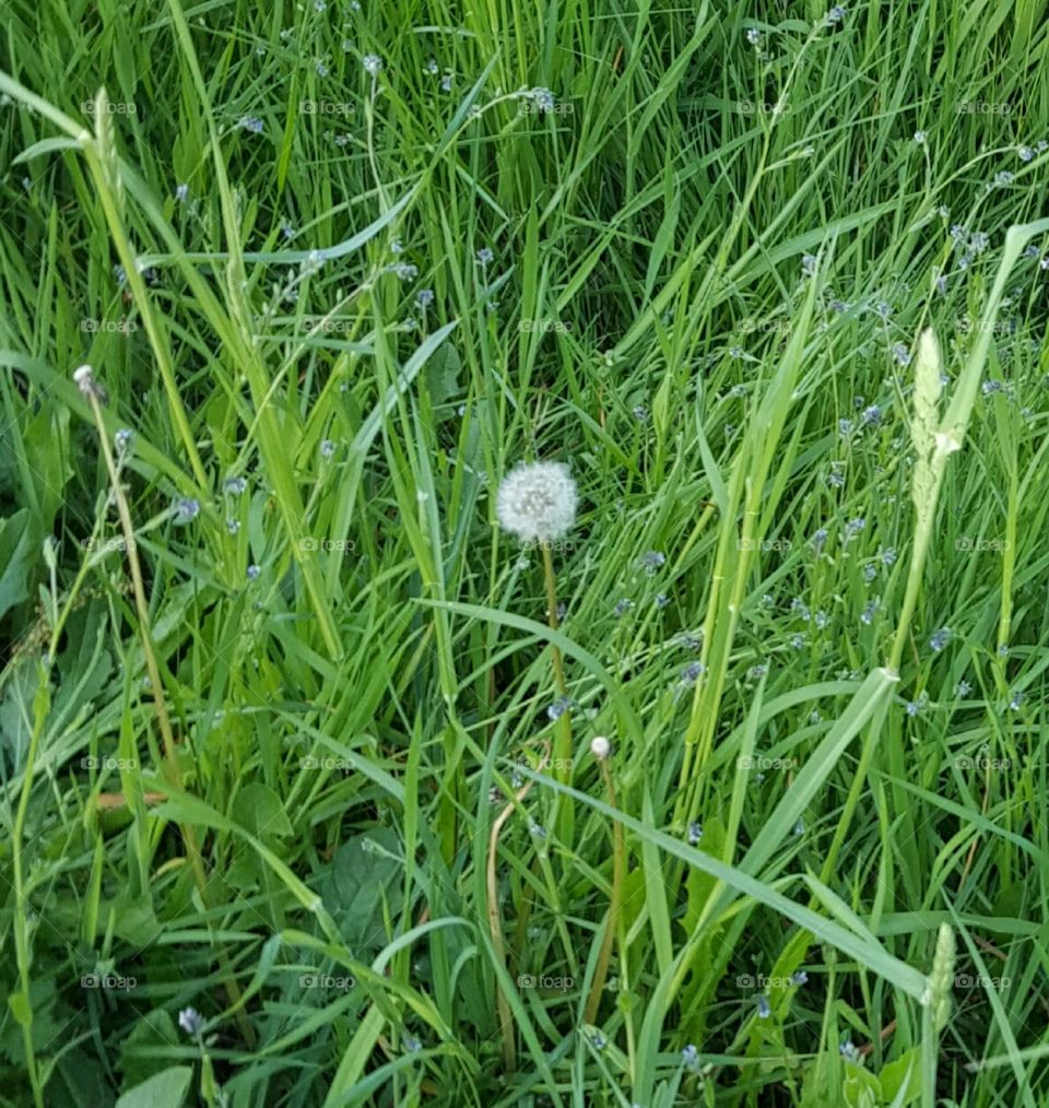 lone dandelion in tall grass