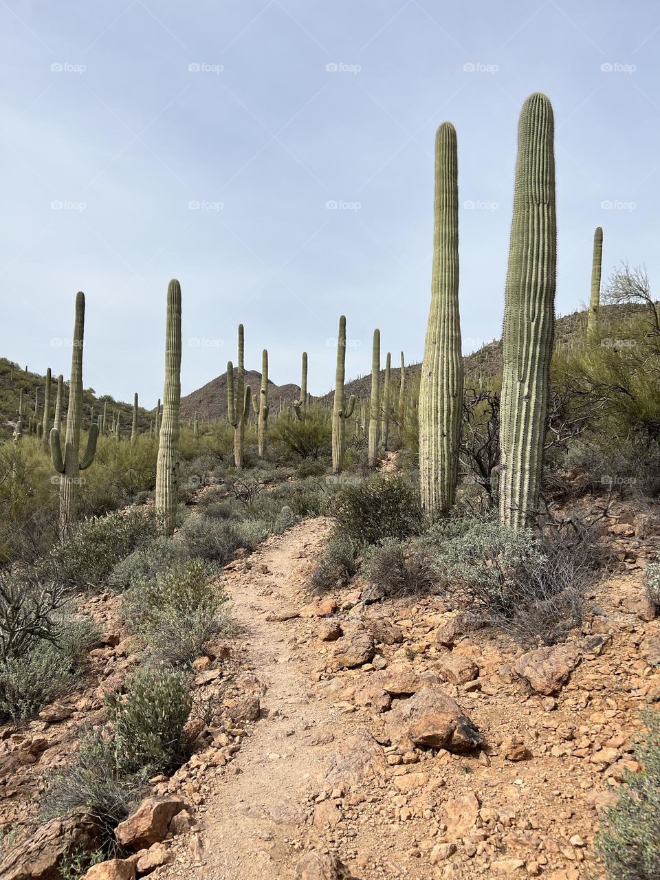 Saguaro Cactus