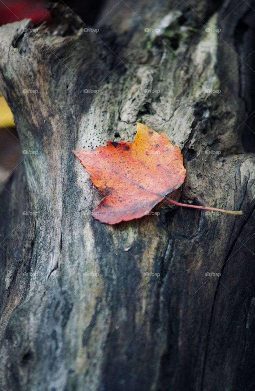 Fallen leaf on tree bark