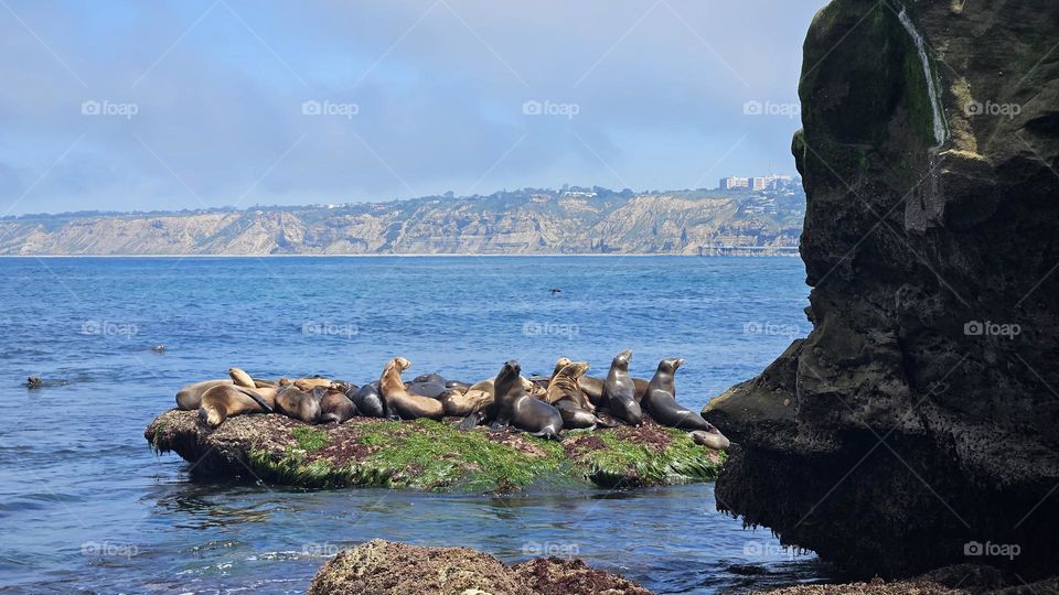 a beautiful seals of La Jolla Beach California