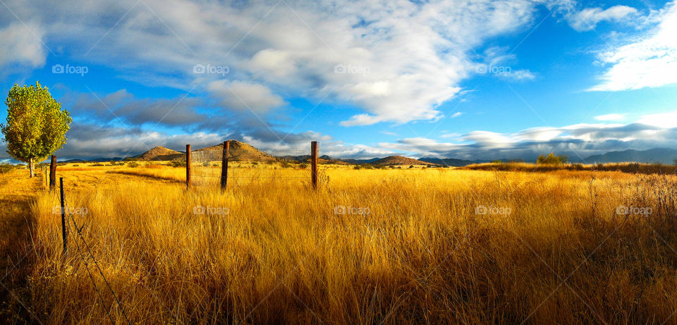 Yellow fields in southern Arizona