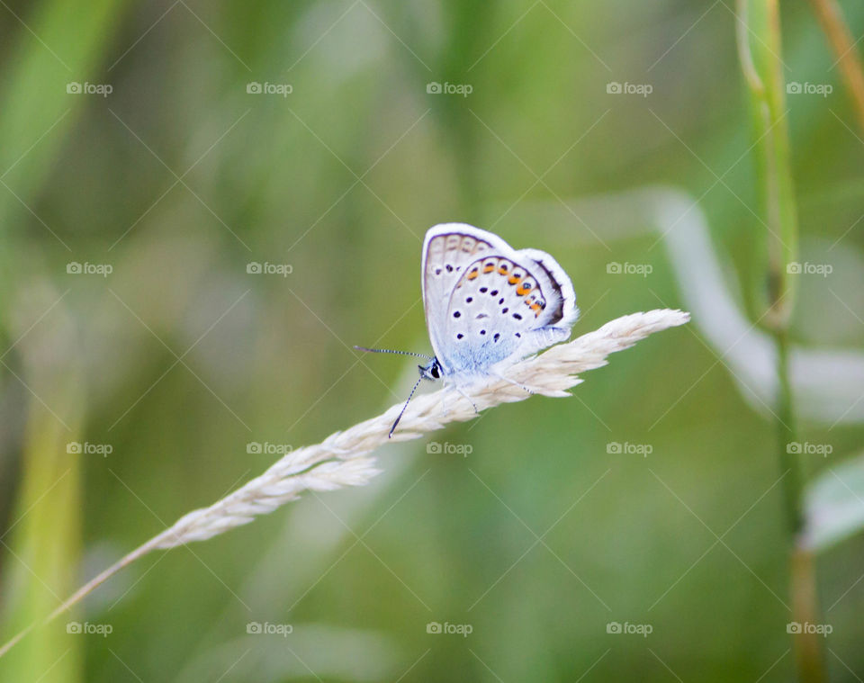 Butterfly, Nature, Insect, Wildlife, Summer