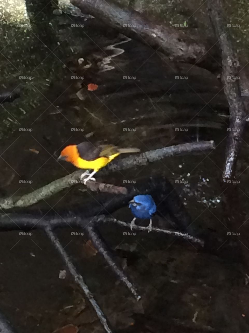 Pretty colourful birds at london zoo