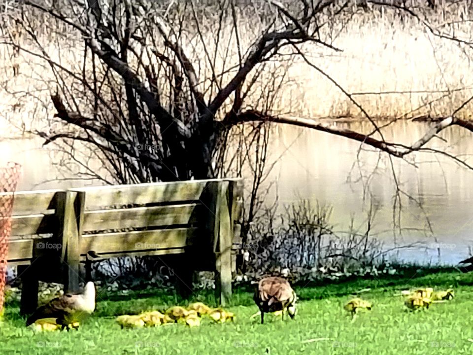 goslings