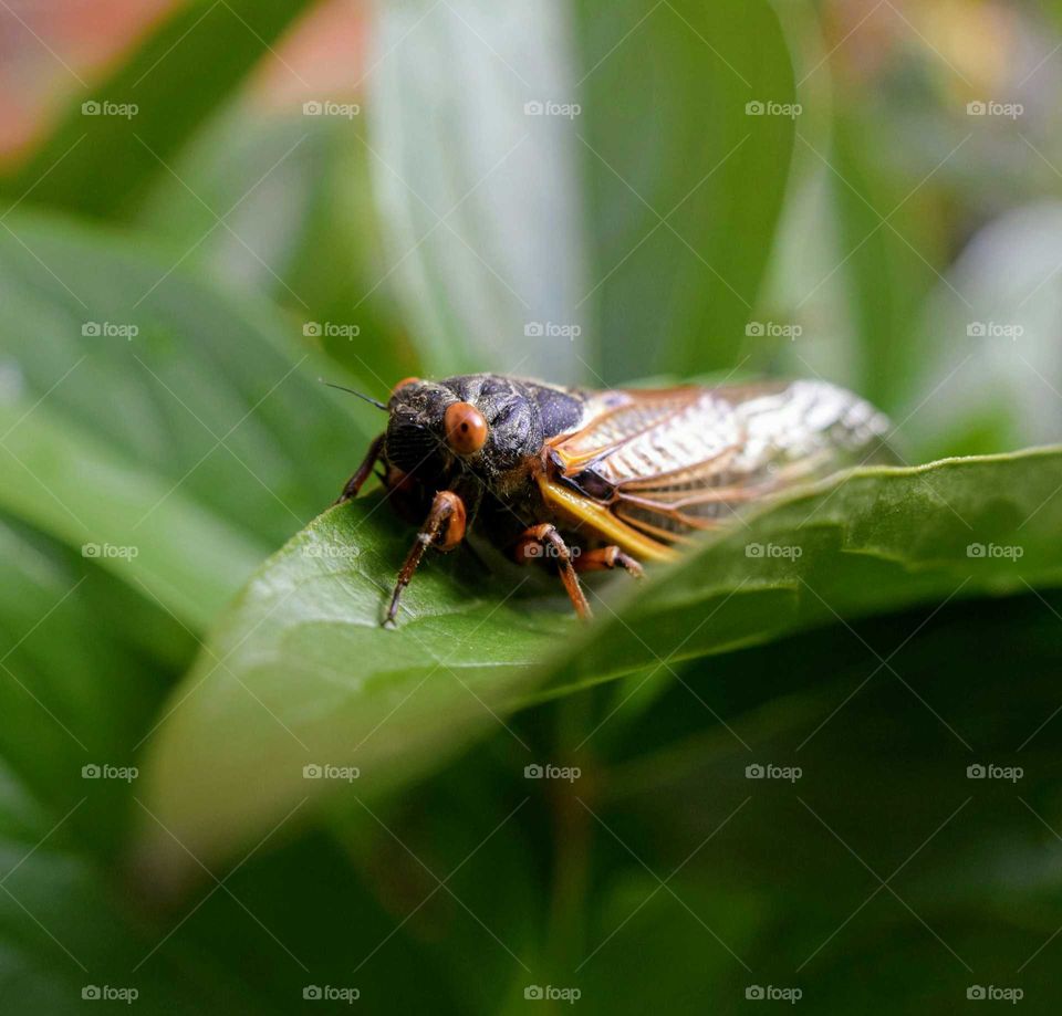Cicada On A Leaf