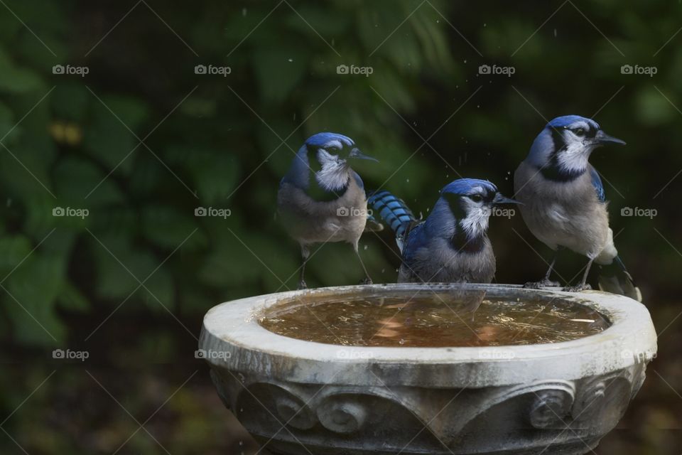 Having fun with a Blue Jay