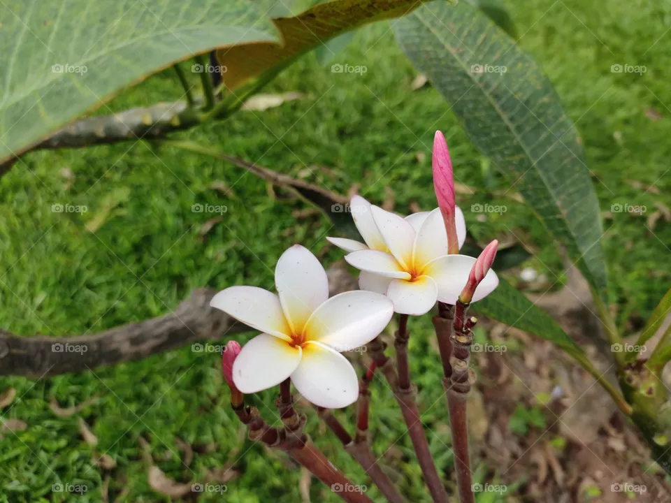 lily