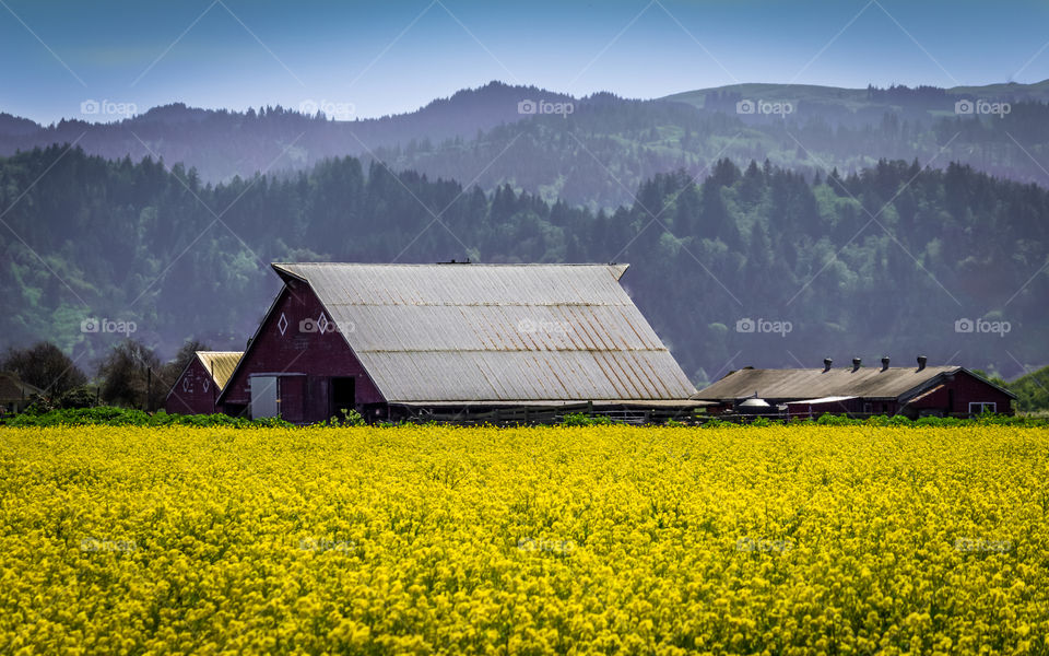 Field of bright yellow rapeseed in spring