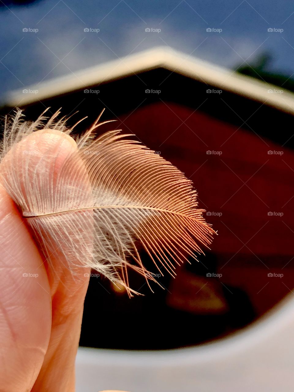 Cardinal feather 