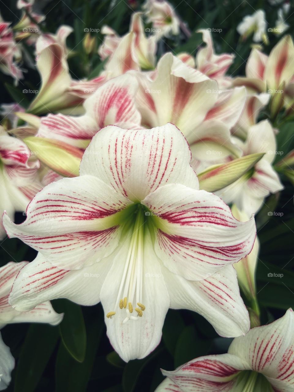 Amaryllis