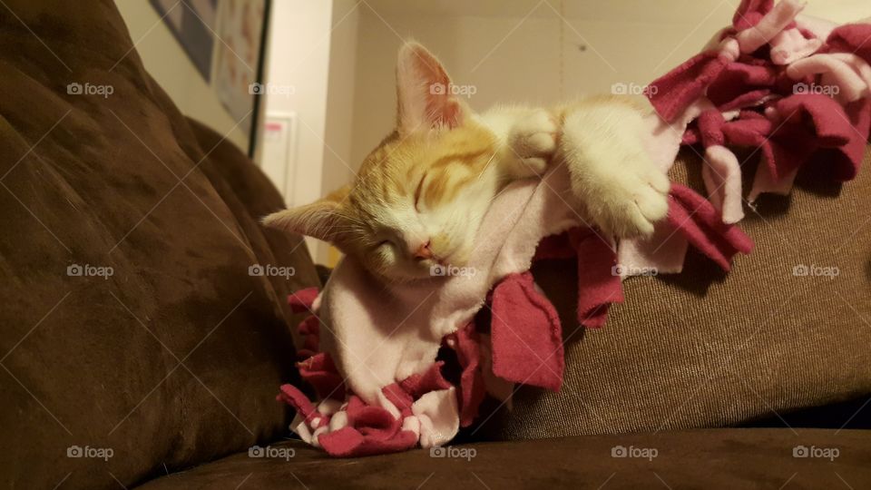 Sleeping kitten