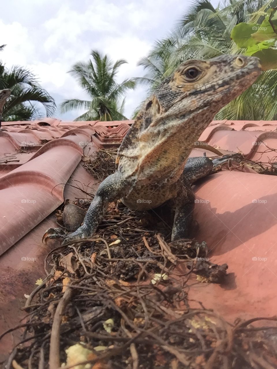 Close up of a curious Iguana