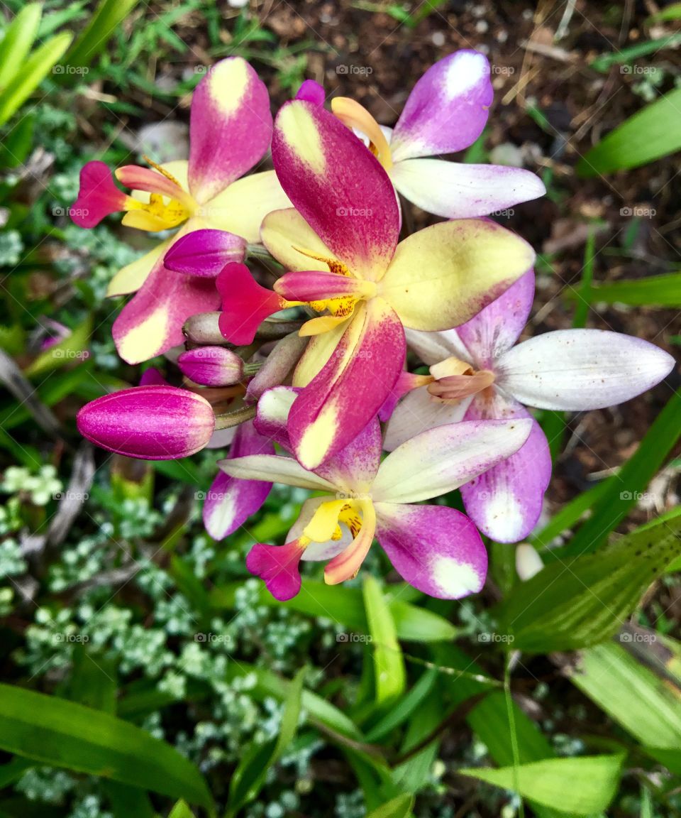 Orchids at Hawaii Tropical Botanical Garden