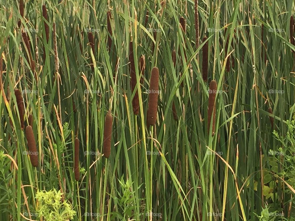 Cattails 
