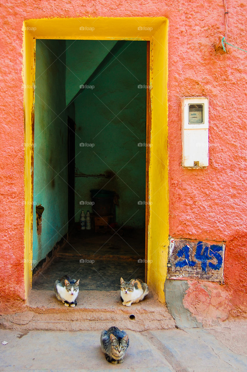 Cat trio guarding a house in Ouzoud