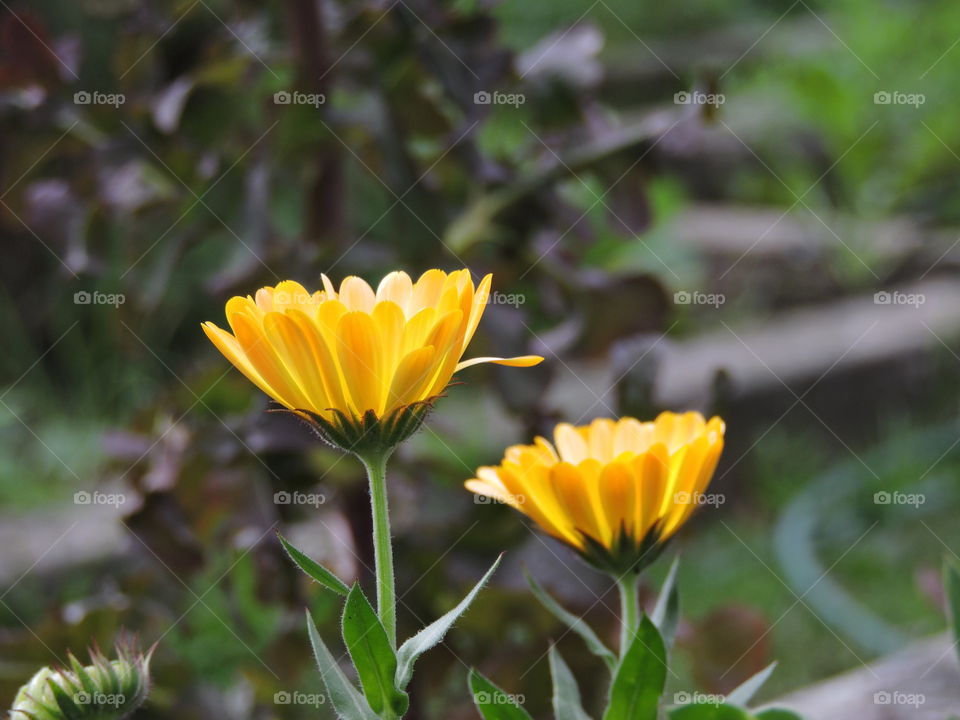 La flor amarilla