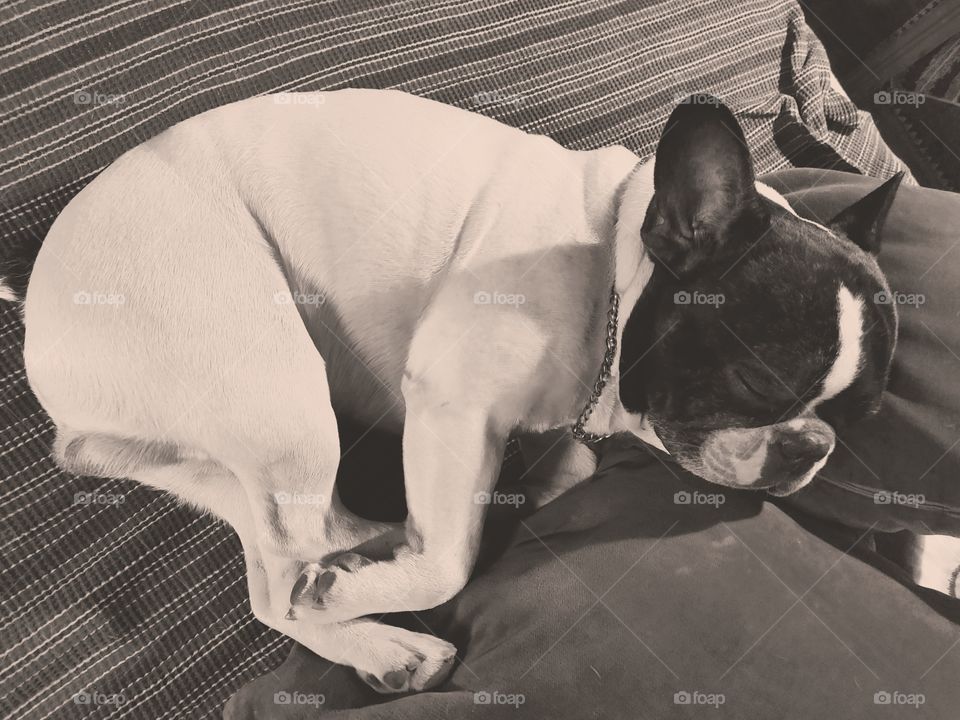 sleeping frenchie rio