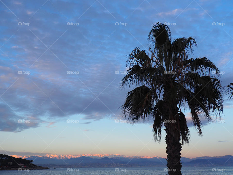 Palm tree with beautiful view of seacoast and snow capped mountains in the background of Antibes, France.