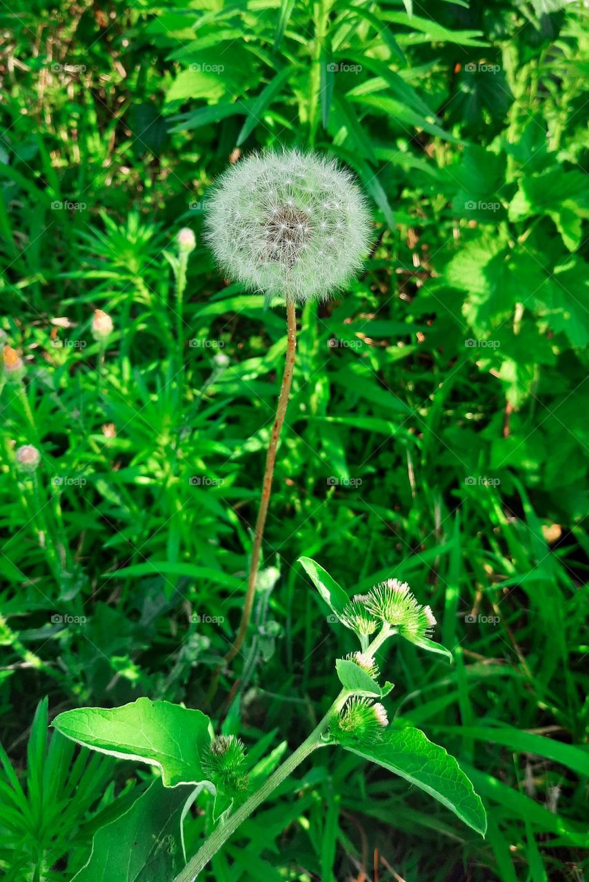 Dandelion 