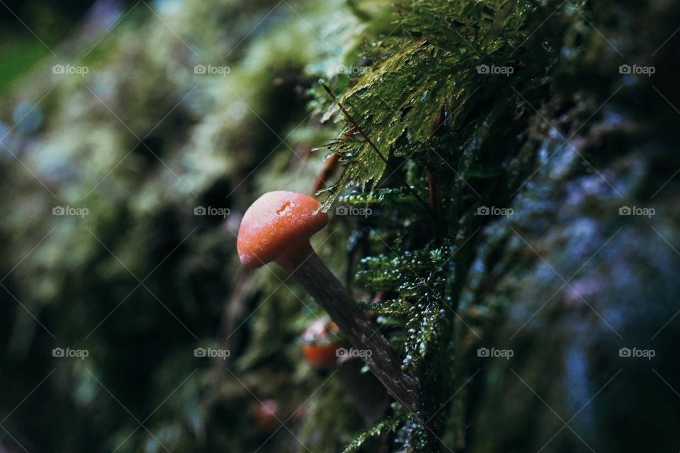 Fungi