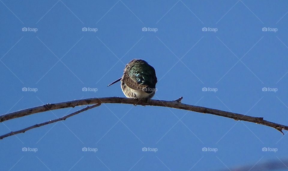 Hummingbird on perching on branch