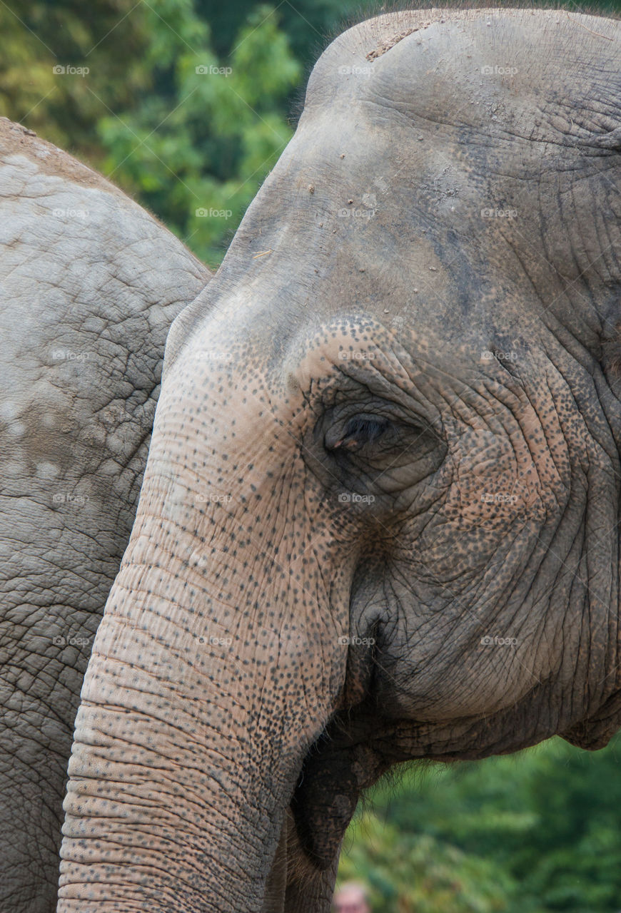 Close-up of elephant outdoors