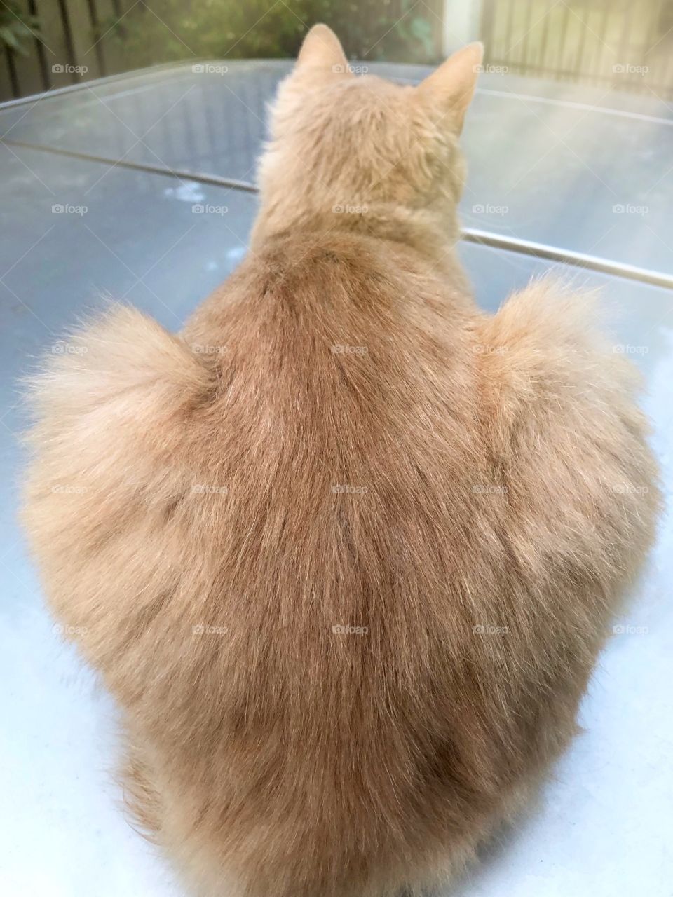 Fat ass cat