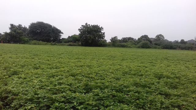 nature