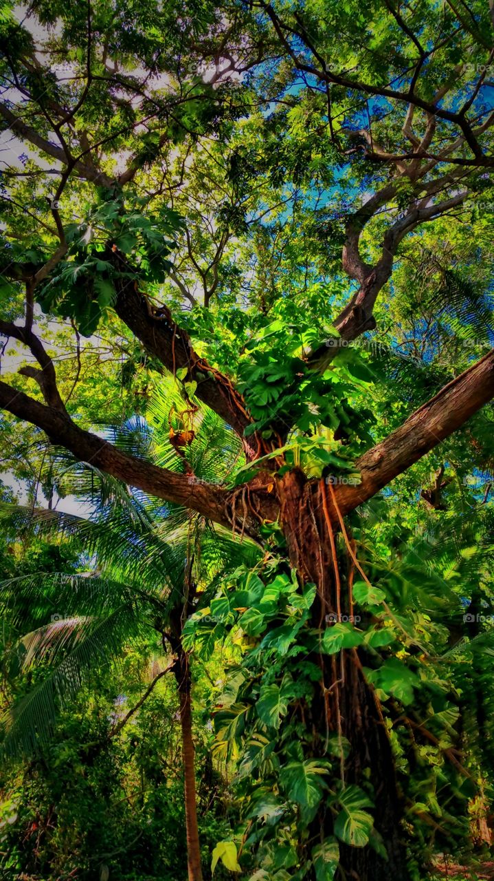 Low angle view of trees