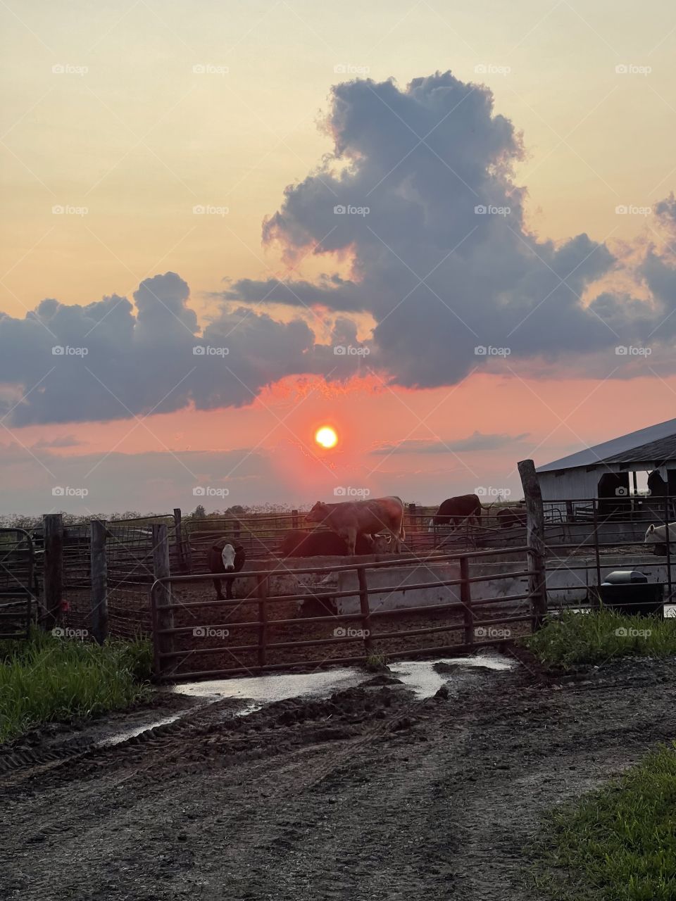 Beautiful clouds and sunset on the farm