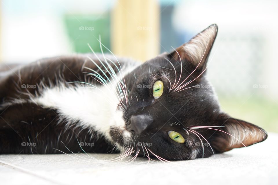 Cat, Portrait, Kitten, Fur, Cute