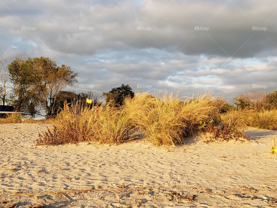 Beach grass