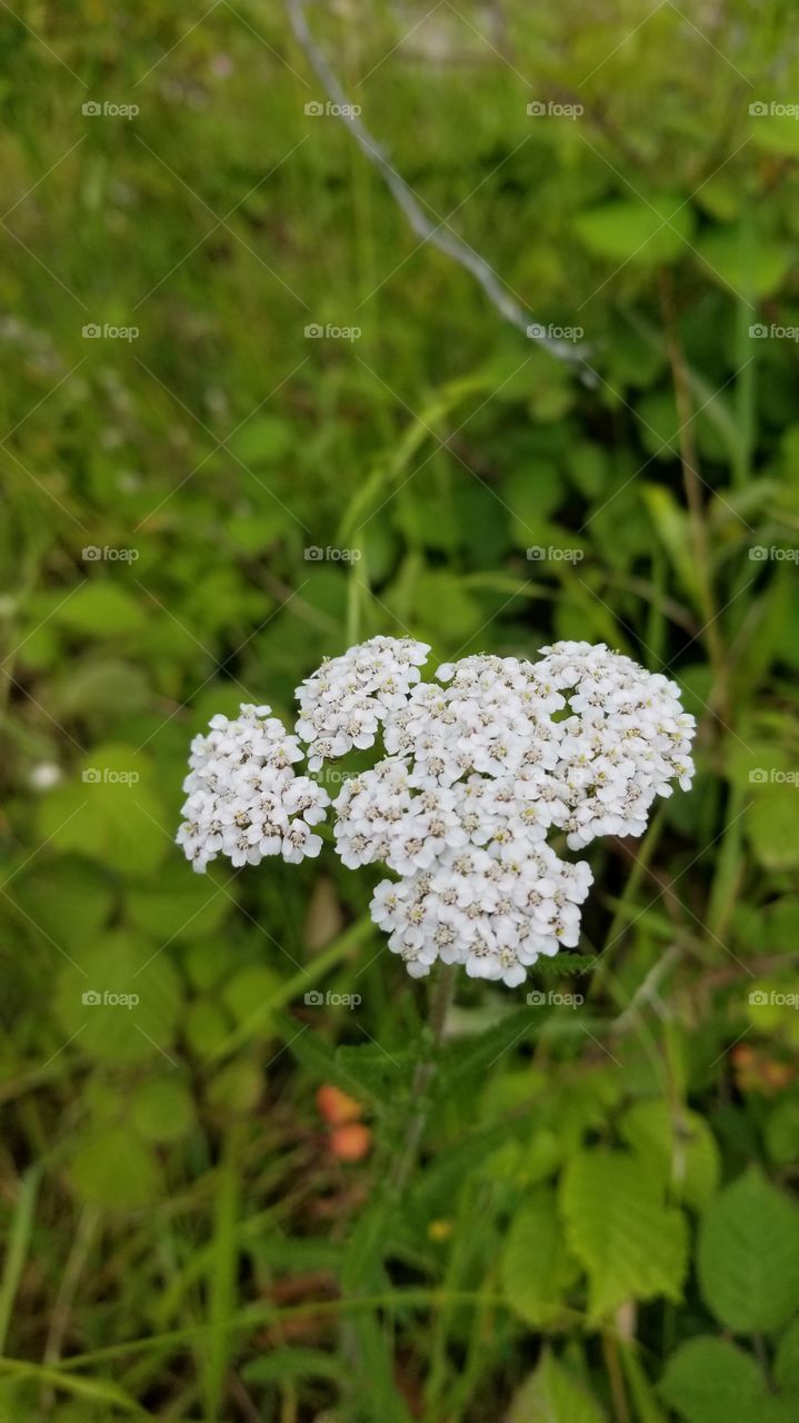 Flowers of Britain