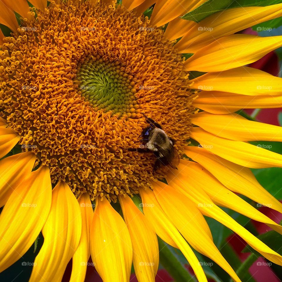 Sunflower and Bee