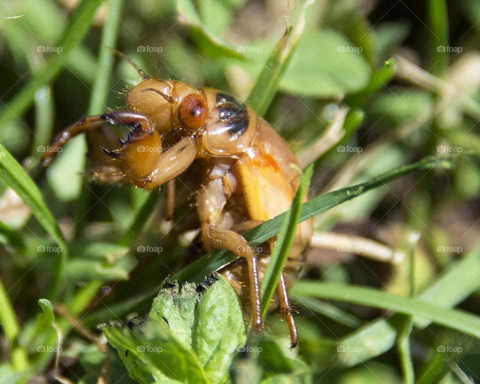 Seventeen Year Cicada emerging as a nymph