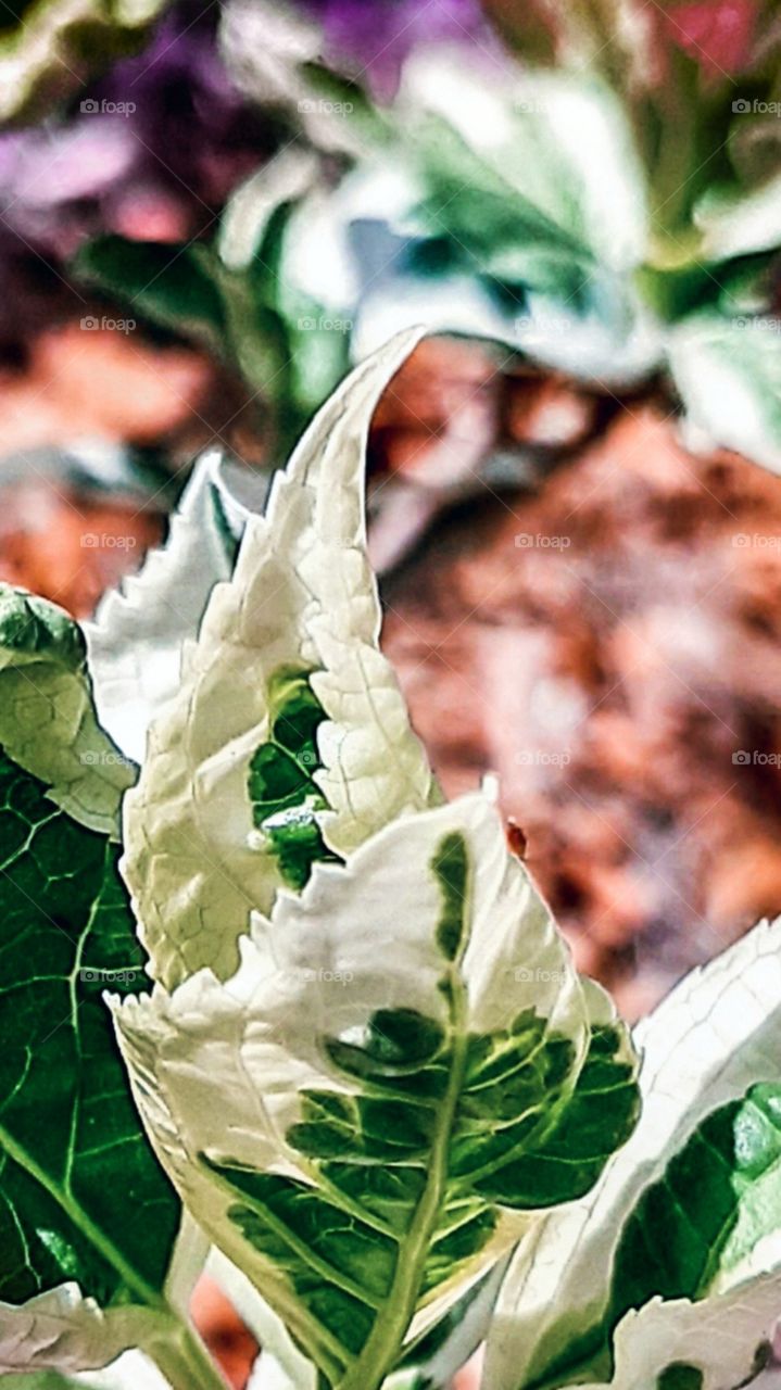 green and white leaves