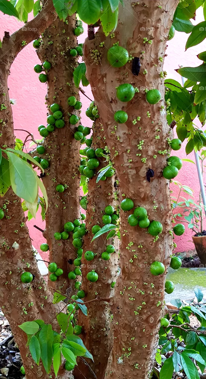 jabuticaba tree or pé de jabuticaba (fruit)