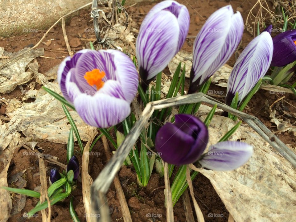 First signs of spring 