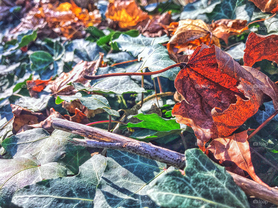 Dried fallen leaves 