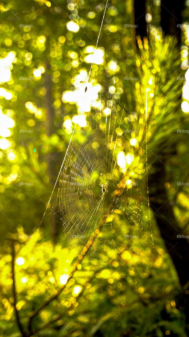 A spider struggled to survive in the sun, and the light shone through the spider's web, shining with the brilliance of life.
