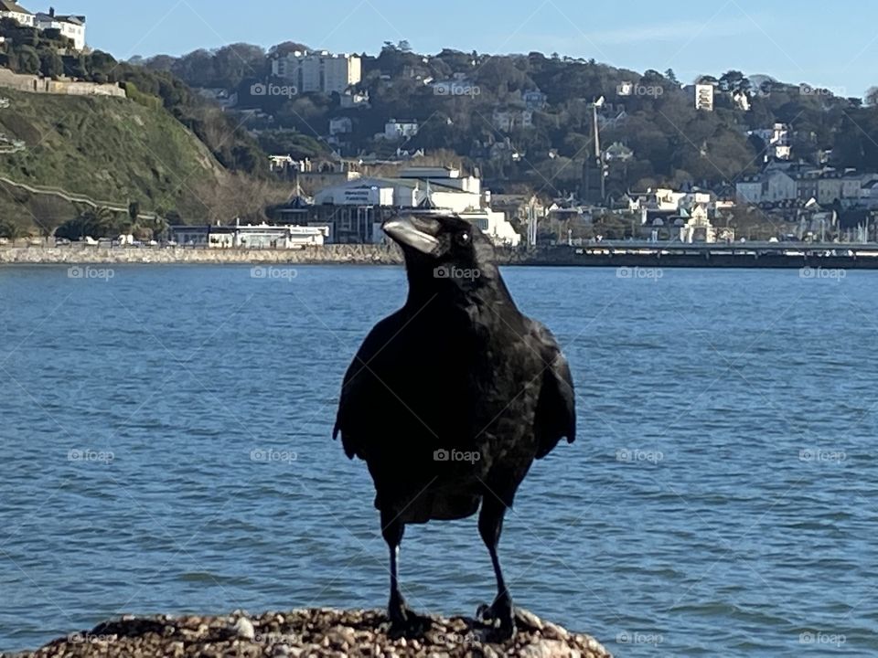 A Crow Basking in Winter Glorious Sunshine.