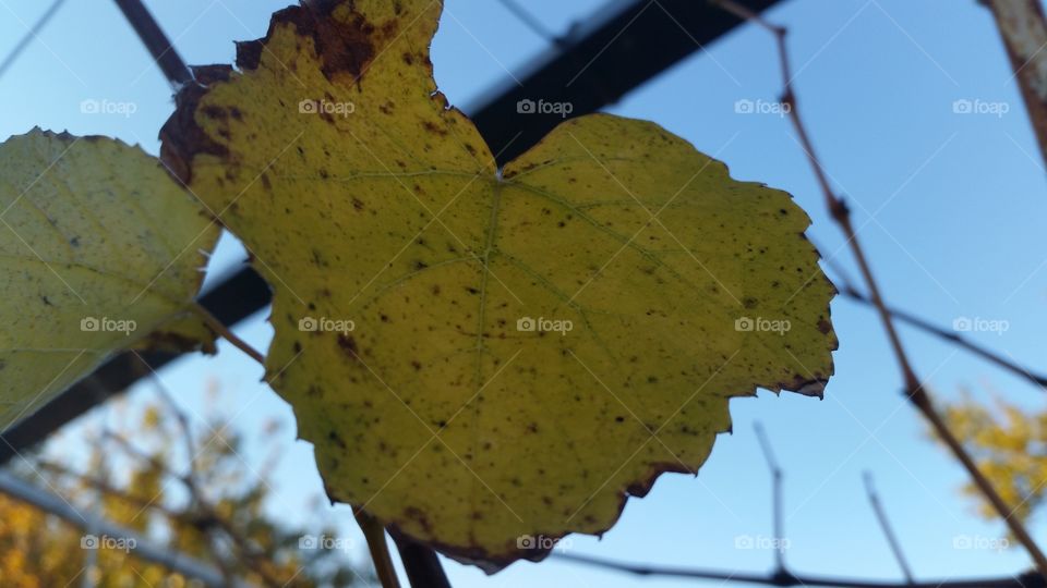 Fall, Leaf, Tree, Nature, Flora