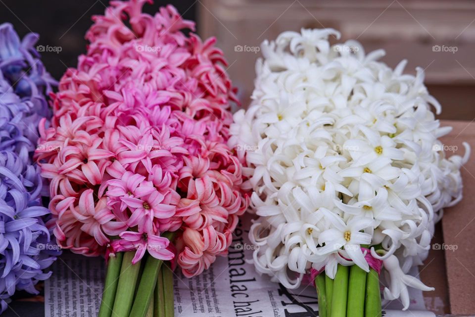 Hyacinth flowers