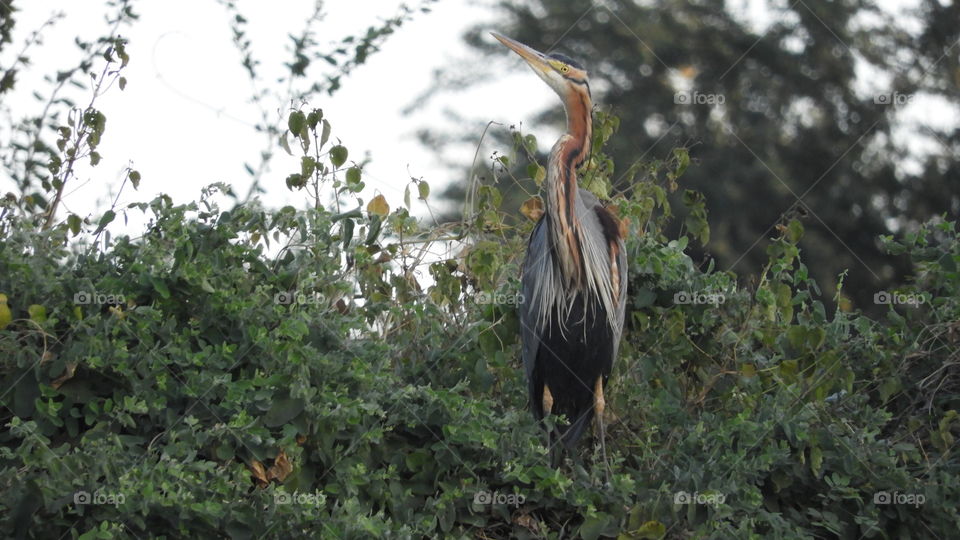 Amazing Bird #Vadodara