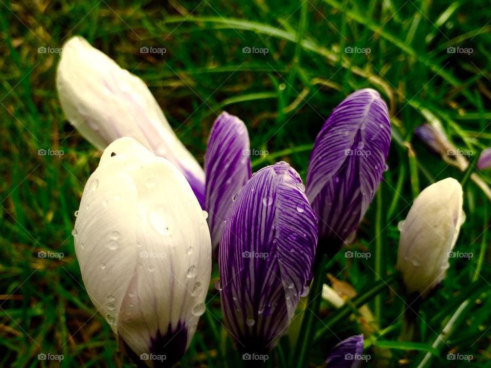 Tulip buds near the grass